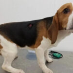 URGENT: Ask the Senate to Save Animals, Pass the FDA Modernization Act 3.0!