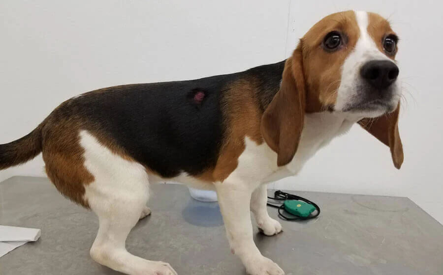 URGENT: Ask the Senate to Save Animals, Pass the FDA Modernization Act 3.0!