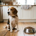 Dog Stopped Eating: What Veterinarians Recommend