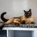4 DIY Cat Bunk Beds You Can Create at Home (With Pictures)