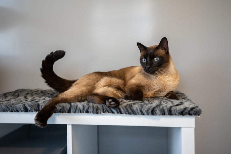 4 DIY Cat Bunk Beds You Can Create at Home (With Pictures)