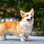 Corgi Health Problems – 9 Typical Issues to Look For