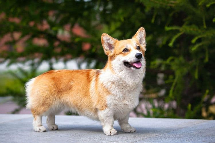 Corgi Health Problems – 9 Typical Issues to Look For