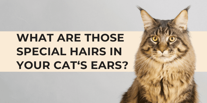 What are Those Special Hairs in Your Cat’s Ears?