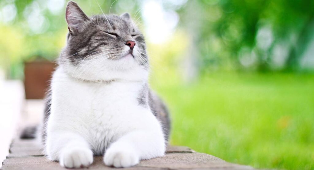 Cat Happiness 101: Things That Make Your Kitty Purr