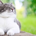 Cat Happiness 101: Things That Make Your Kitty Purr