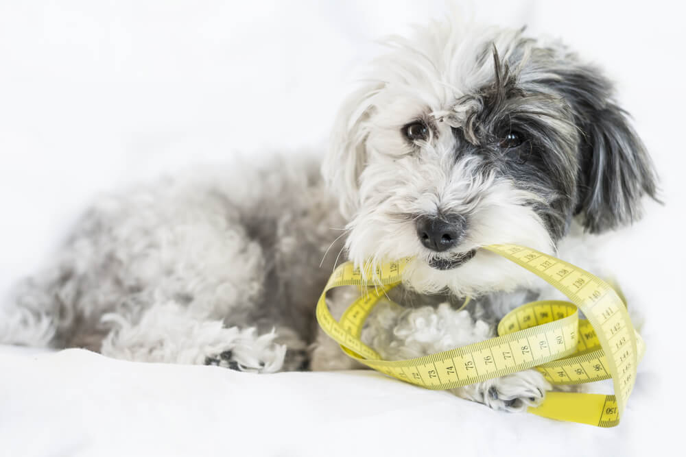 When Do Dogs Stop Growing?