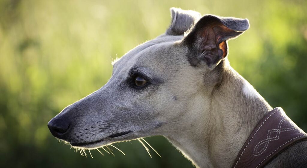 Long Face Dog – Dolichocephalic Dog Breeds