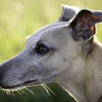 Long Face Dog – Dolichocephalic Dog Breeds