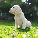 What Kind Of Dog Is Mr. Peabody? What You Need To Know!
