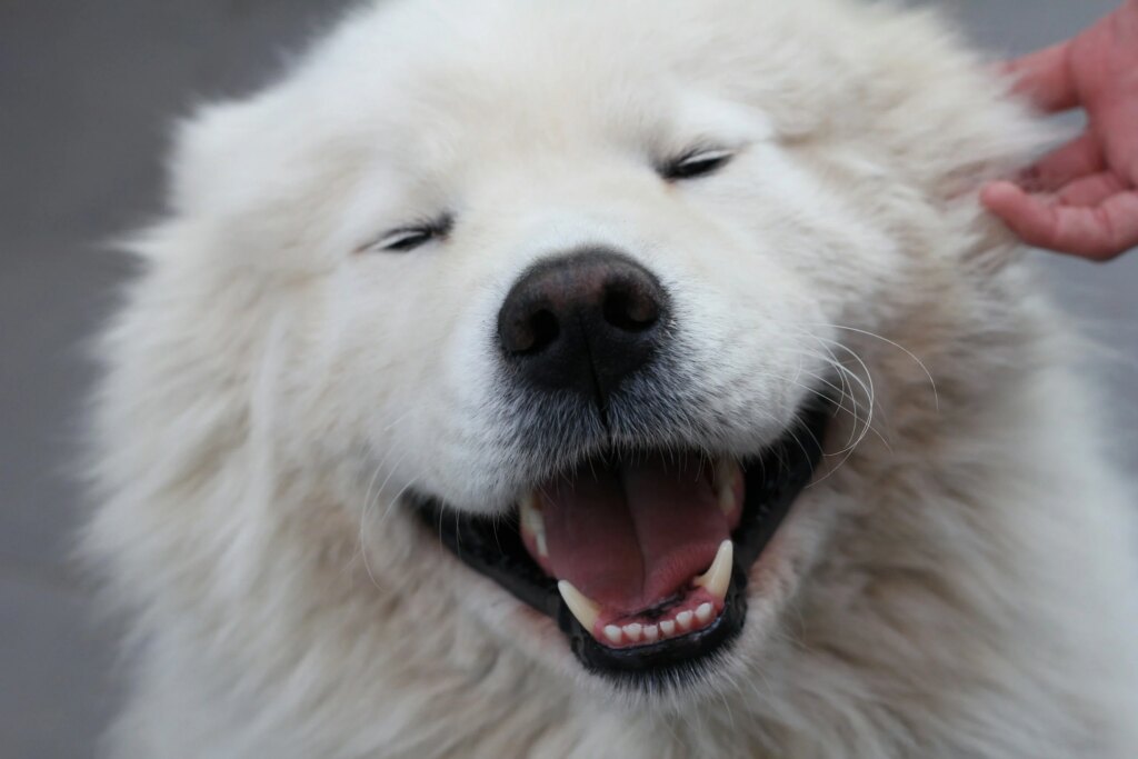 The 20 Happiest Dog Breeds (Did Yours Make The List?)
