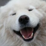 The 20 Happiest Dog Breeds (Did Yours Make The List?)