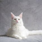 Do Maine Coons Purr? The Surprising Answer!