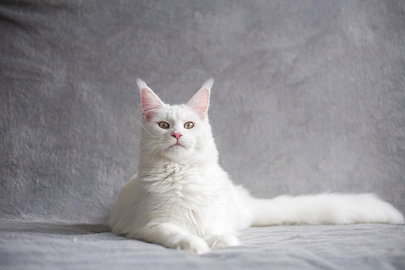 Do Maine Coons Purr? The Surprising Answer!