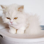 My Healthy Cat Overgrooms to the Point of Balding: Help!
