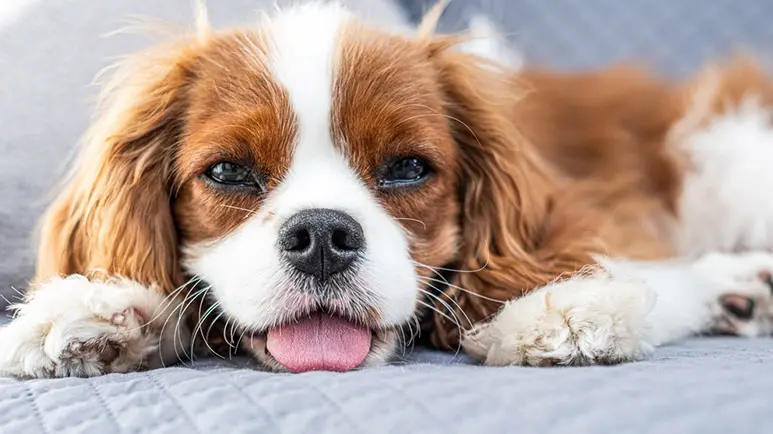 The Secret Behind Your Dog’s Dramatic Sigh