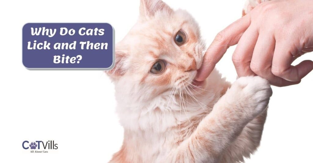 Why Do Cats Lick You? The Complete Guide to Cat Licking Behavior