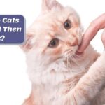 Why Do Cats Lick You? The Complete Guide to Cat Licking Behavior