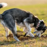 Why Does Your Dog Hide Their Favorite Things?