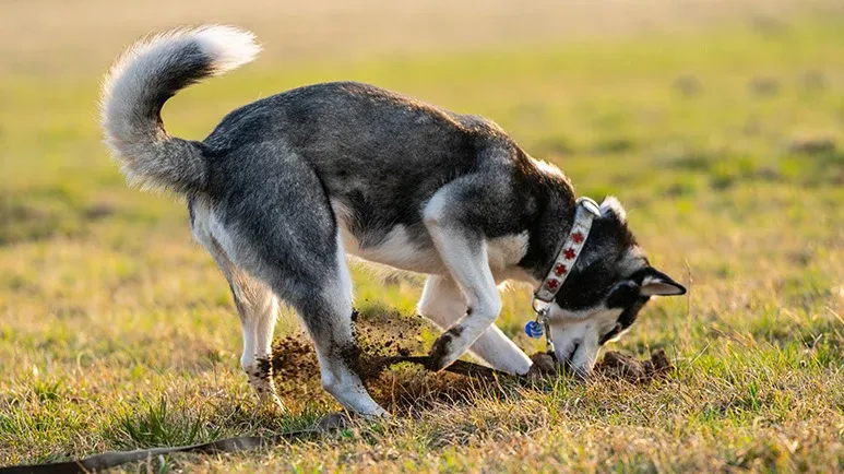 Why Does Your Dog Hide Their Favorite Things?