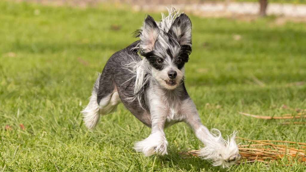 Chinese Crested dogs: Breed profile and information