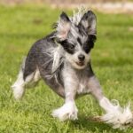 Chinese Crested dogs: Breed profile and information