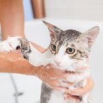 How Often Should I Bathe My Cat? What You Need To Know