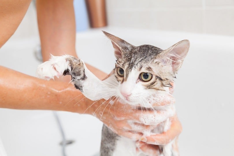 How Often Should I Bathe My Cat? What You Need To Know