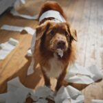 Pica in dogs: Vet’s guide to symptoms, causes and treatment