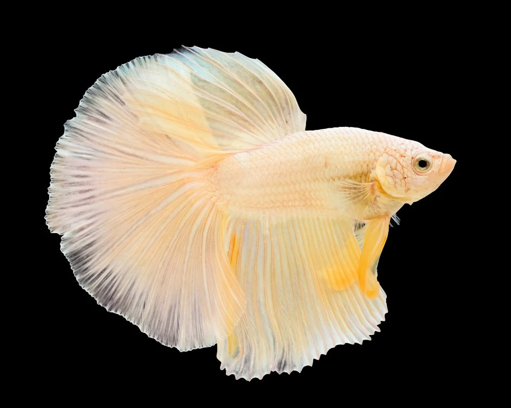 What are the Different Types of Betta Fish?