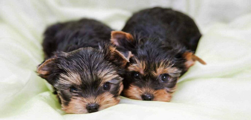Terrier Breeds – The 31 Amazing Dogs That Make Up The Terrier Group