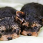Terrier Breeds – The 31 Amazing Dogs That Make Up The Terrier Group