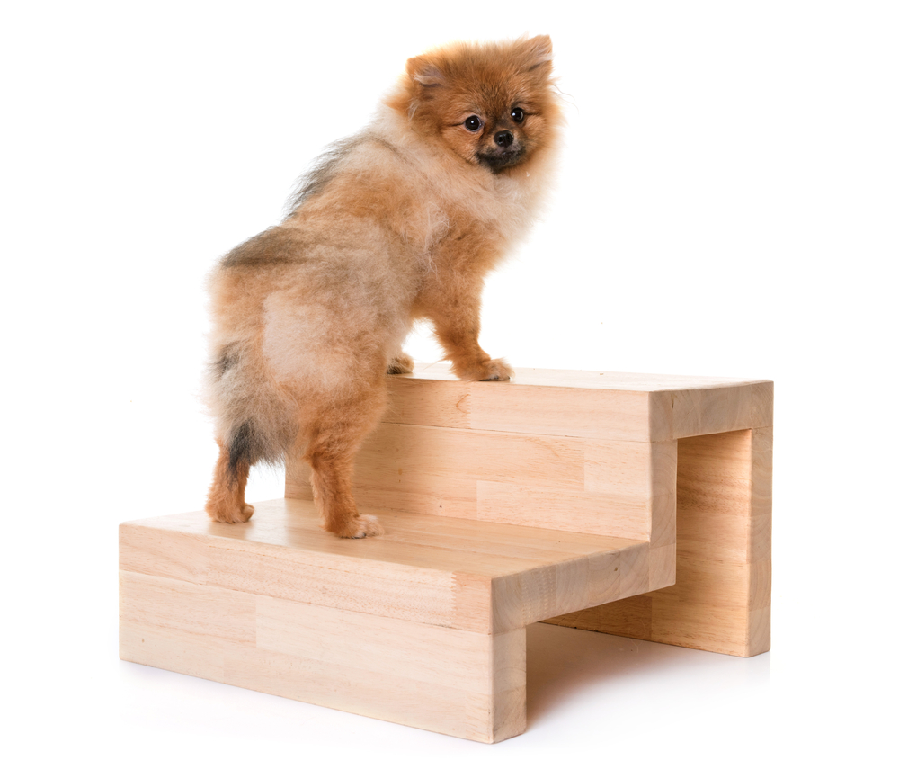 6 DIY Dog Stairs to Help Your Pup: Vet-Approved Ideas (With Pictures) — Dogster