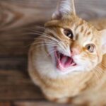 Bringing Your New Cat Home