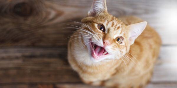 Bringing Your New Cat Home
