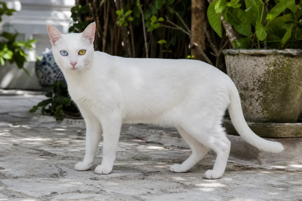 Khao Manee Cat: Identification, Personality, Care