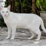 Khao Manee Cat: Identification, Personality, Care
