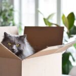 15 DIY Cardboard Cat Toys You Can Make Today (With Pictures)