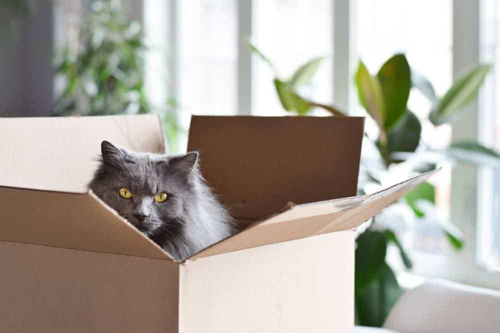 15 DIY Cardboard Cat Toys You Can Make Today (With Pictures)