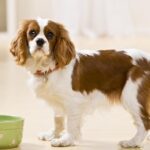 Is an Automatic Feeder for Dogs Right for You?