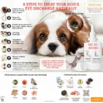 How can I treat my dogs eye infection without going to the vet? A Comprehensive Guide – KeepingDog