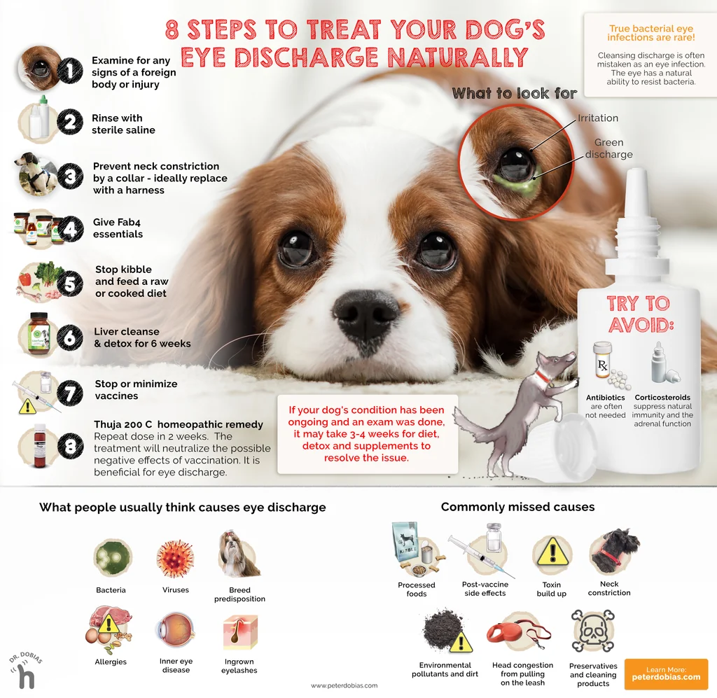 How can I treat my dogs eye infection without going to the vet? A Comprehensive Guide – KeepingDog