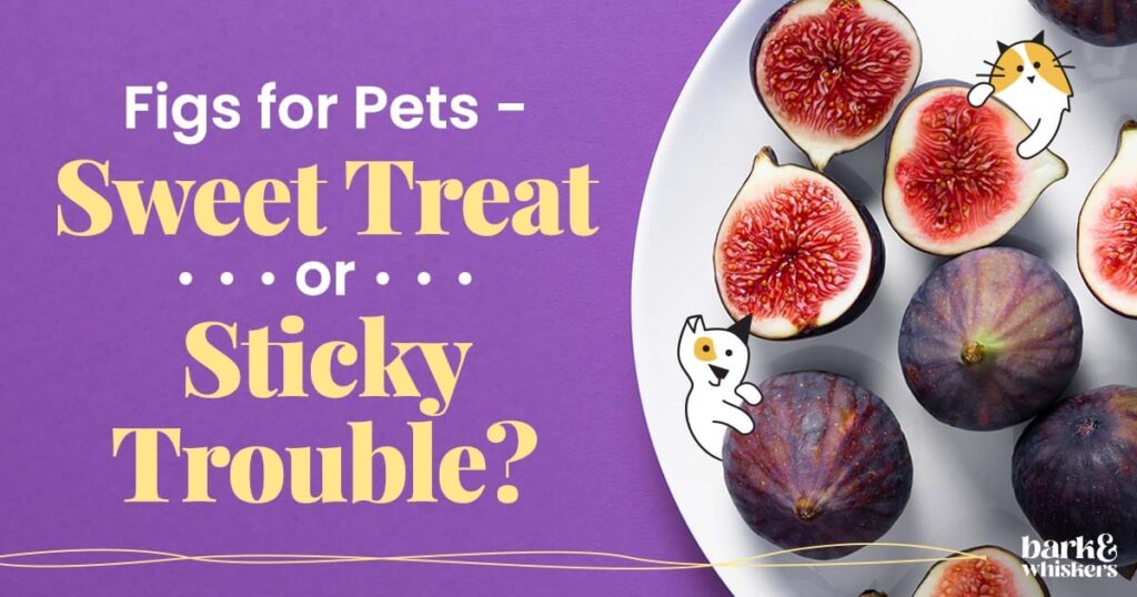Are Figs Good for Your Pets?