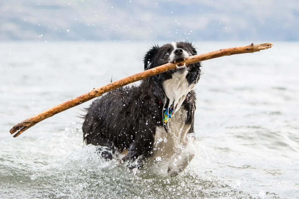 Dog Perfume – Whole Dog Journal