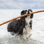 Dog Perfume – Whole Dog Journal