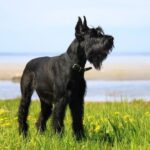 160+ Amazing Names for Giant Schnauzers: Ideas for Guard Dogs