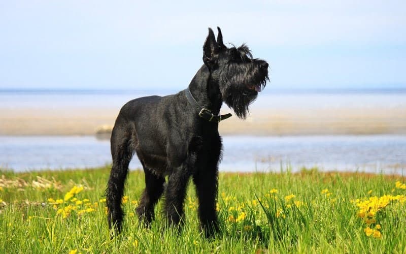 160+ Amazing Names for Giant Schnauzers: Ideas for Guard Dogs