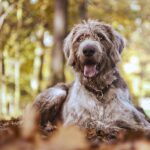 Slovakian Wirehaired Pointer