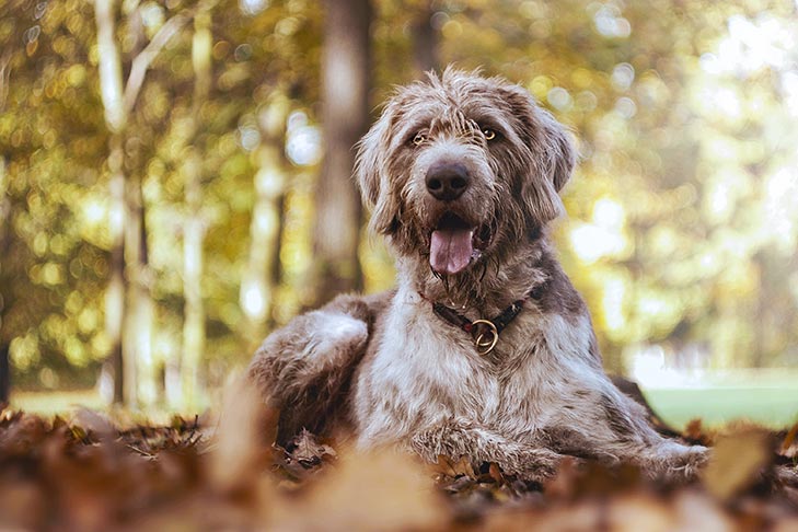Slovakian Wirehaired Pointer