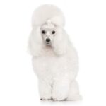 Poodle (Toy)